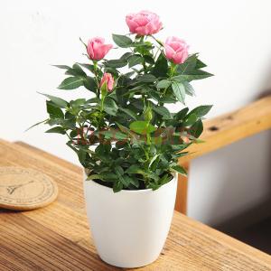 盆栽玫瑰花的种植方法 盆栽玫瑰花要怎么种植