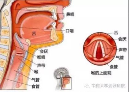 嗓子失声了吃什么药 嗓子失声吃什么好