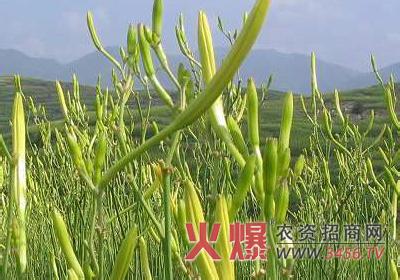 柑橘冬肥 黄花菜施冬肥巧越冬