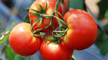 怎么分辨草莓是否催熟 买菜时怎么分辨催熟西红柿