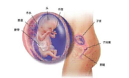 妇科炎症对胎儿的影响 胎儿最怕孕妈妈的七种