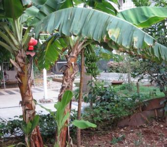 香蕉树怎么种植 怎么种香蕉树_香蕉树的种植方法