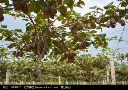 猕猴桃树种植技术视频 怎么种植猕猴桃树_猕猴桃树的种植技术