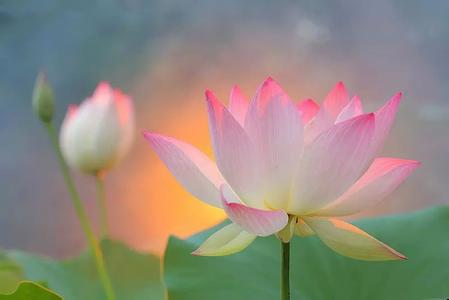 心如莲花开的意思 心如莲花，人生就会一路芬芳