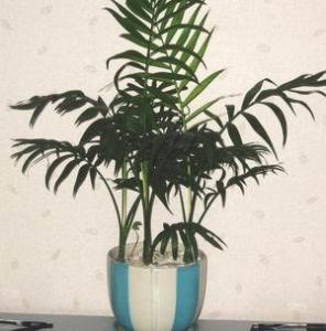 大王椰子树 特征 椰子树怎么养 椰子树的形态特征