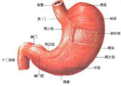 胃癌的形成要多长时间 胃癌是怎么形成的