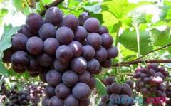 巨峰葡萄种植技术 怎么种植好巨峰葡萄呢