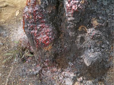 有植物是红色的血吗 “流血”的树