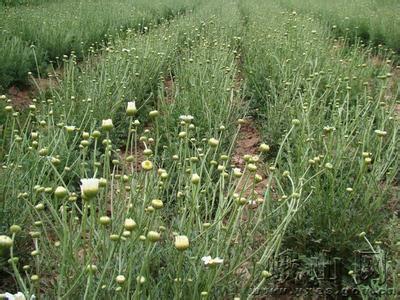 除虫菊种子怎么种植 除虫菊怎么种_除虫菊的种植技术