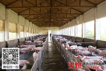 农村小型养猪场 小型养猪场获得高效的七个方法