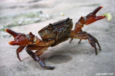 南海溪蟹怎么养 观赏溪蟹应该怎么养