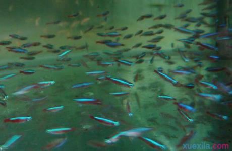 红绿灯鱼繁殖 热带红绿灯鱼怎么养 热带红绿灯鱼的繁殖特点