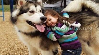 阿拉斯加雪橇犬饲养 雪橇犬怎么养 雪橇犬的饲养方法