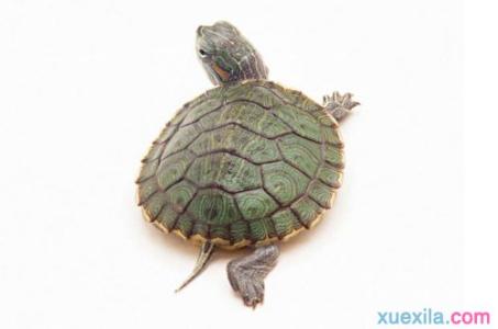 刚出生的巴西龟怎么养 刚买的巴西龟怎么养