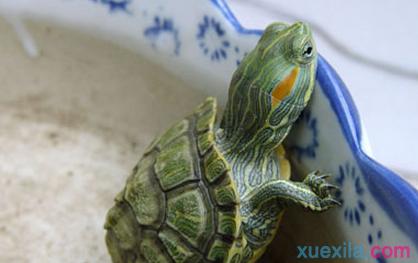 养巴西龟放多少水合适 养巴西龟放多少水合适呢