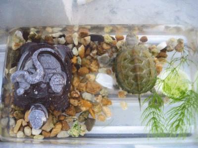 巴西龟冬天怎么养 巴西龟的生活习性