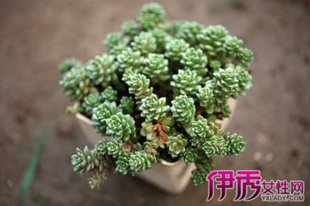 多肉植物小玉怎么养 多肉植物小玉怎么养护