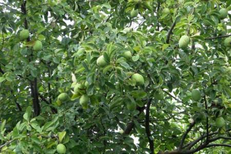 海棠病虫害防治 木瓜海棠怎么养 木瓜海棠的病害防治