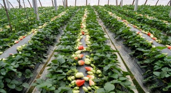草莓种植技术 草莓怎么种植_草莓的种植技术