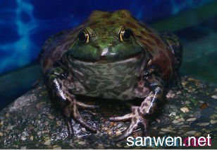 巨型非洲牛蛙 被称为地狱猎食者非洲巨型牛蛙
