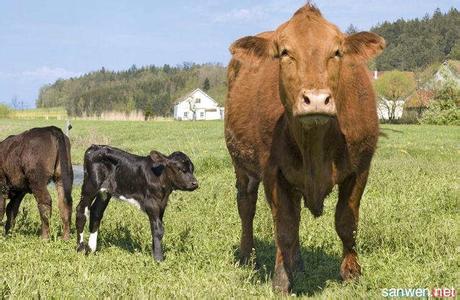 牛怎么养 牛的生活习性