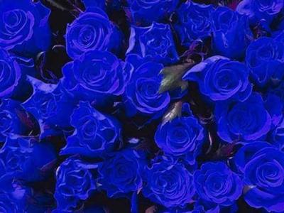 蓝玫瑰种植 怎么种蓝玫瑰_蓝玫瑰的种植技术