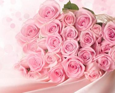 多肉粉玫瑰怎么养 粉玫瑰怎么种_粉玫瑰的养护