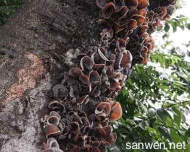 木耳的种植方法和生活习性介绍