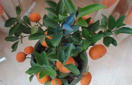 盆栽橘子怎么养 橘子盆栽怎么种_怎么种橘子盆栽