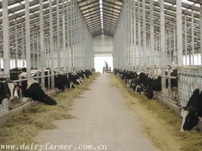 奶牛场信息管理系统 关于奶牛场防疫与管理
