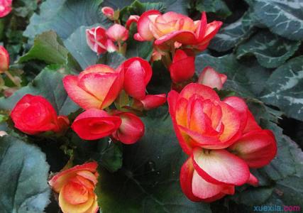 四季海棠花的繁殖方法 海棠花怎么养 海棠花的繁殖方法