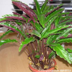 紫背竹芋 紫背竹芋怎么养 紫背竹芋的繁殖方式