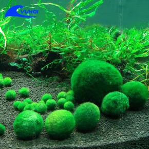 绿藻球怎么养 绿藻球怎么养 绿藻球的生活环境