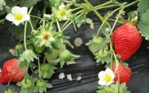 家里草莓怎么种植方法 草莓要怎么养