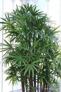 棕竹的繁殖方法 棕竹怎么养殖 棕竹的繁殖方式