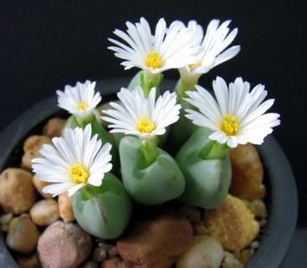 石头花怎么养 石头花的生长习性