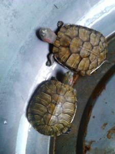 长寿龟的饲养方法 黄金龟怎么养 黄金龟的饲养方法