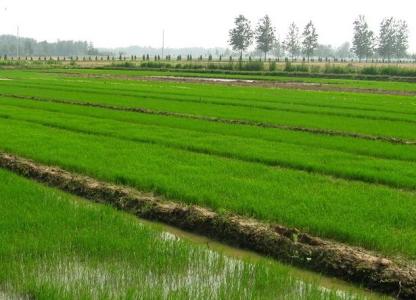 水稻的种植方法 怎么种植水稻_水稻的种植方法