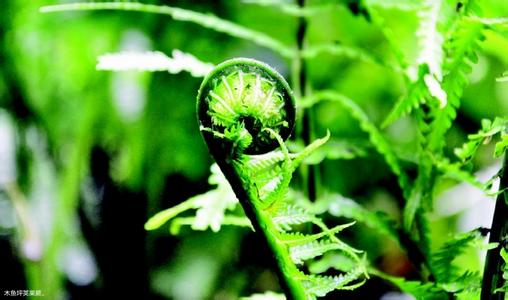 营养繁殖方式 荚果蕨怎么养 荚果蕨的繁殖方式