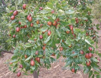 金枣树怎么养殖 枣树应该怎么养