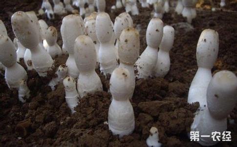 鸡腿菇的种植技术 怎么种植鸡腿菇_鸡腿菇的种植技术