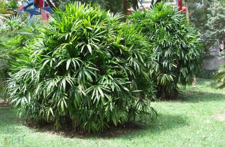 棕竹怎么养 棕竹应该怎么养
