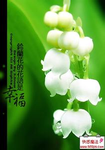 铃兰花的花语是什么 铃兰花语是什么 铃兰花语和传说 铃兰花的花语