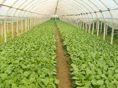 大棚草莓高产优质栽培 大棚蔬菜怎么种才高产