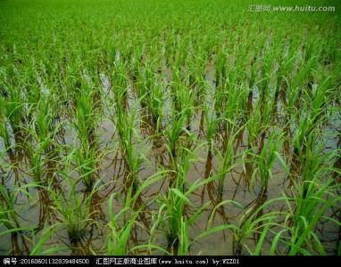 水稻种植技术 水稻怎么种_水稻的种植技术