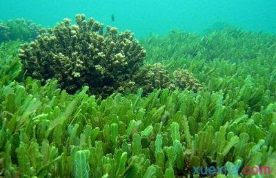 海藻种植方法 海藻怎么种植_海藻的种植方法