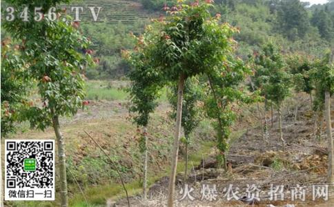 青枫种植 青枫怎么种植_青枫的种植技术