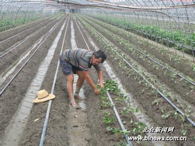 草莓苗怎么种植和浇水 草莓苗怎么养