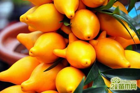黄金果猕猴桃营养价值 黄金果怎么养 黄金果的药用价值