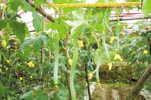丝瓜高产栽培技术 丝瓜要怎么种植才高产